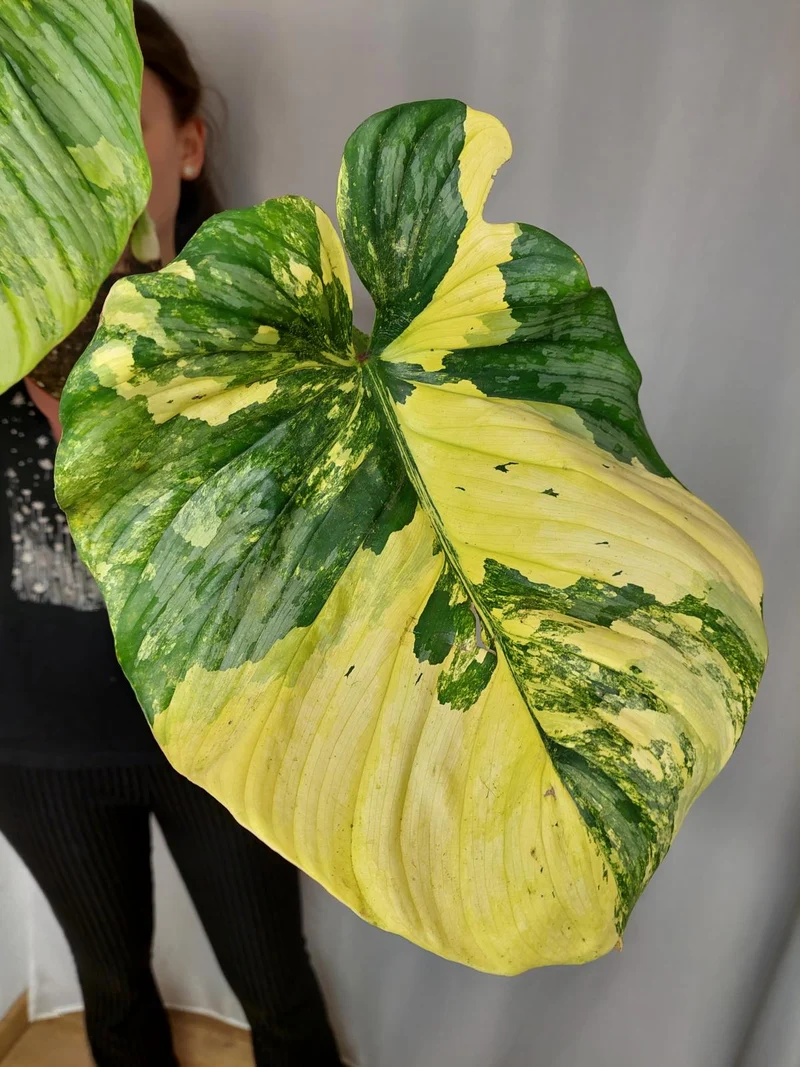 Philodendron Mamei Aurea Variegata