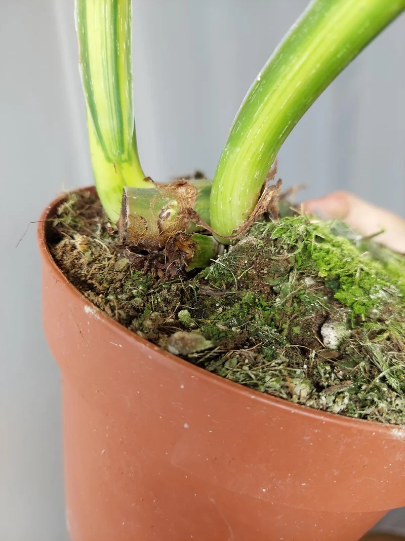Philodendron Mamei Aurea Variegata