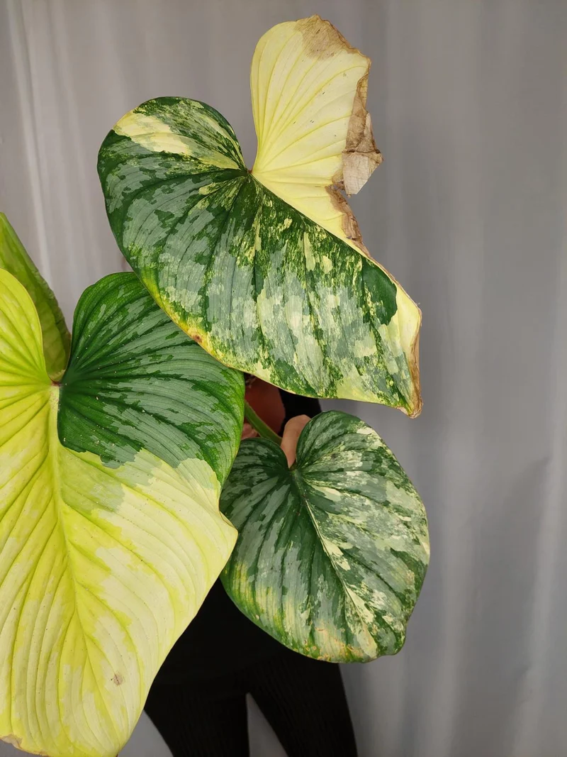 Philodendron Mamei Aurea Variegata