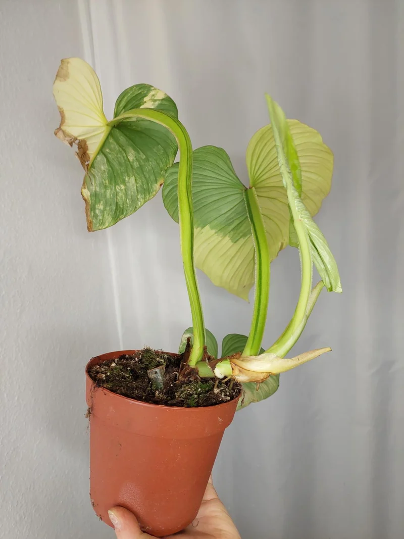 Philodendron Mamei Aurea Variegata