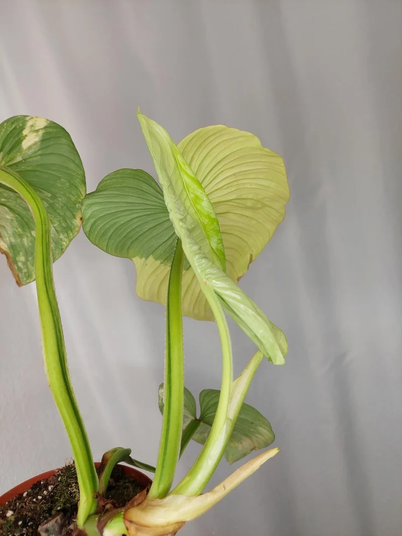Philodendron Mamei Aurea Variegata