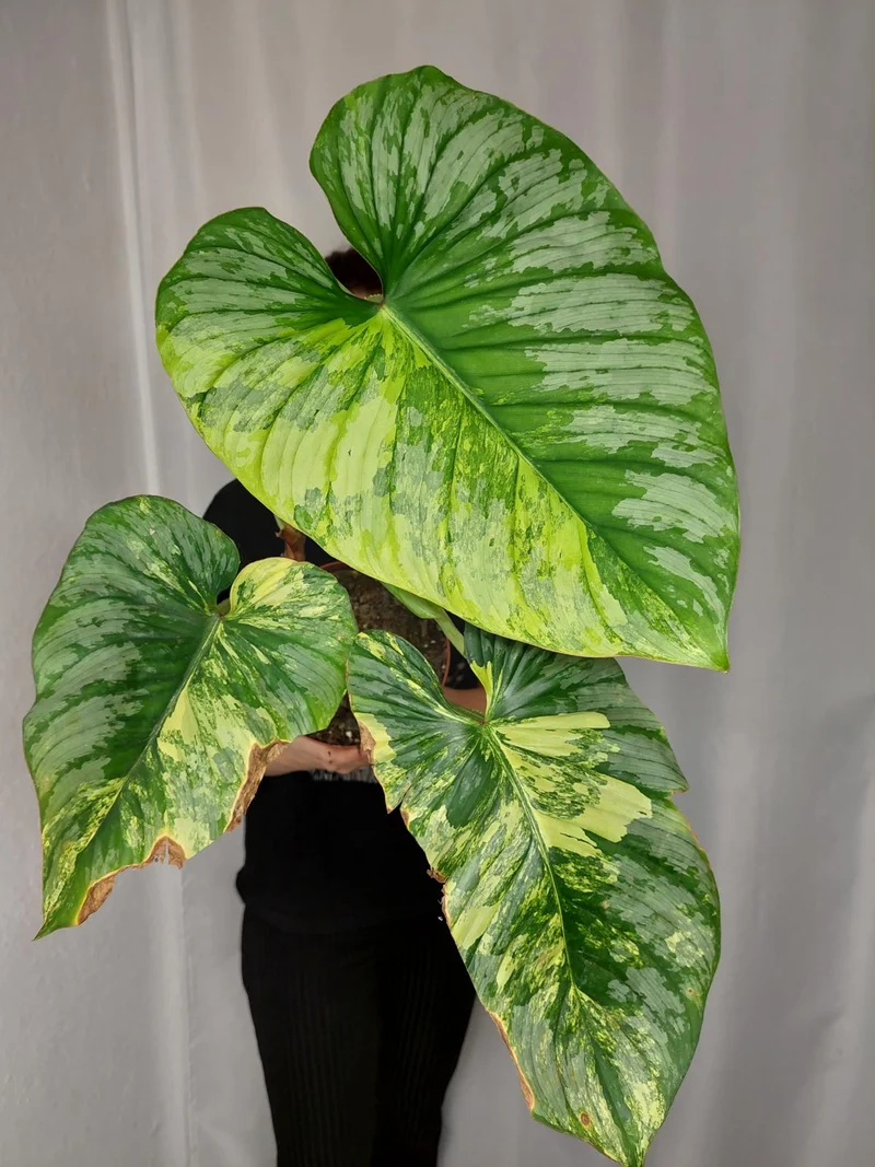 Philodendron Mamei Aurea Variegata