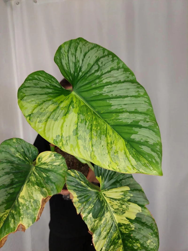 Philodendron Mamei Aurea Variegata