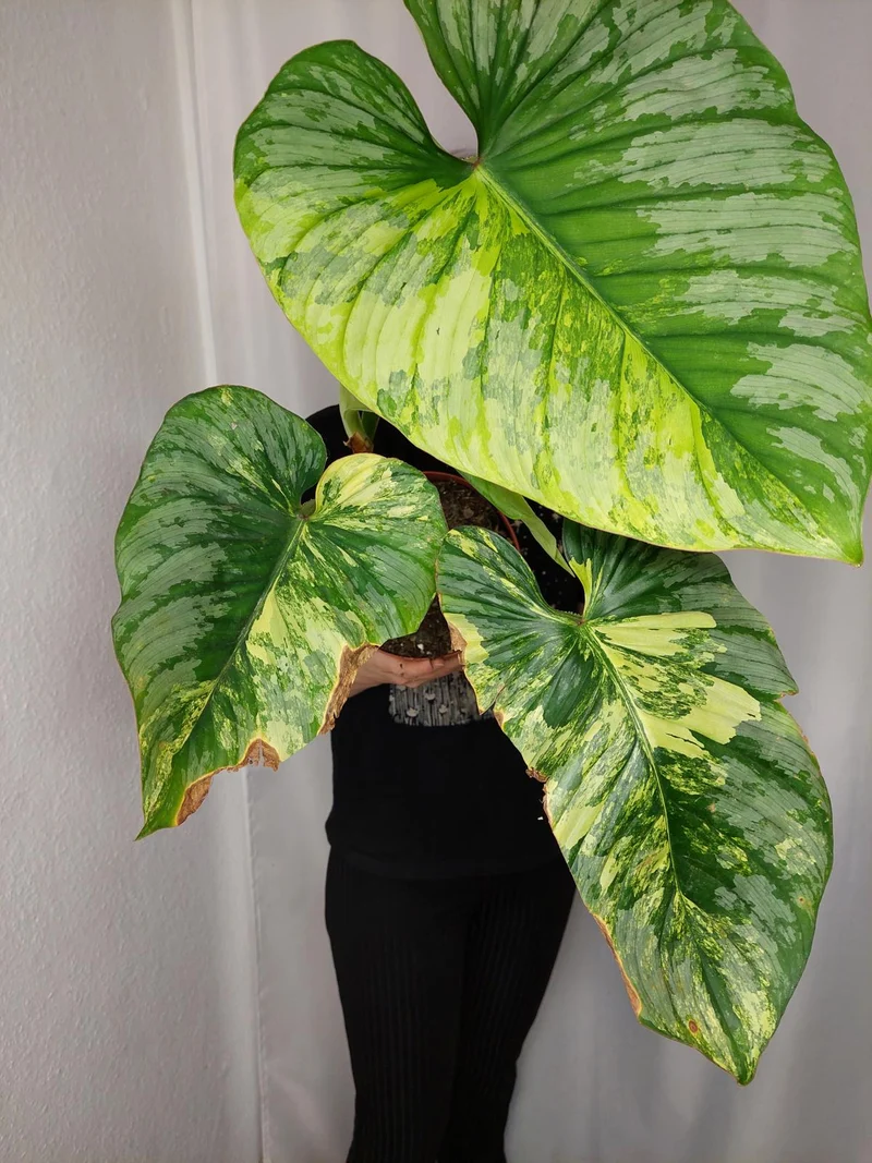 Philodendron Mamei Aurea Variegata
