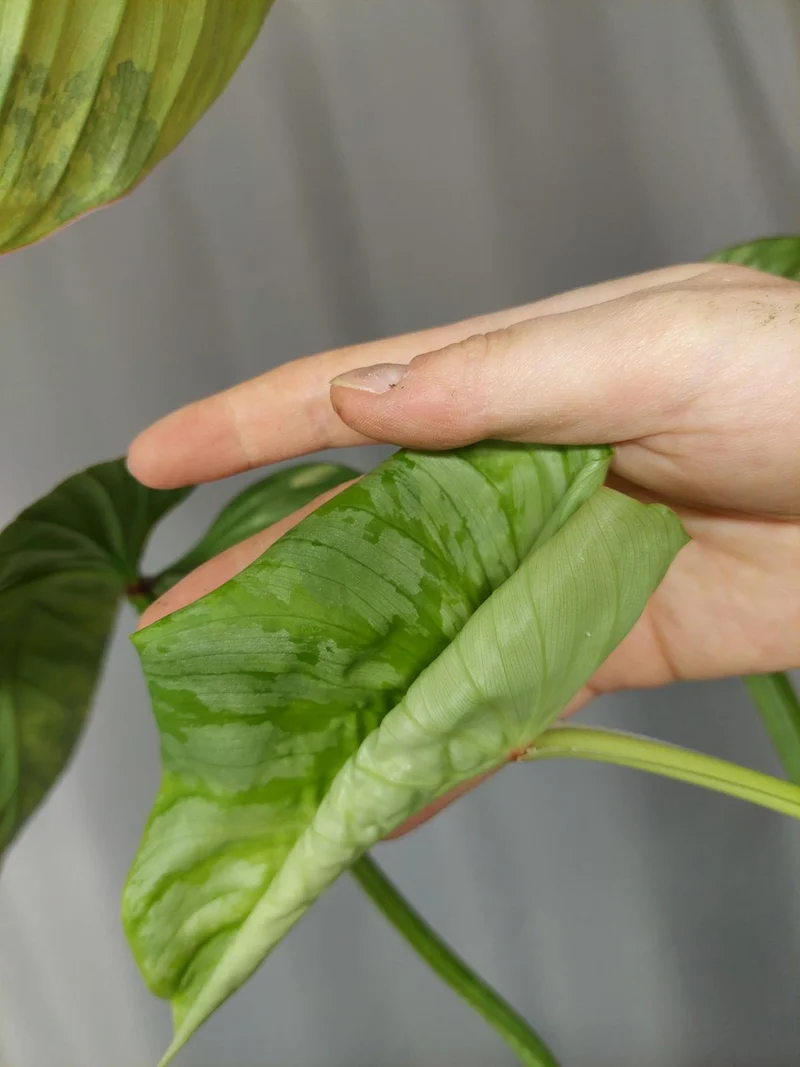Philodendron Mamei Aurea Variegata