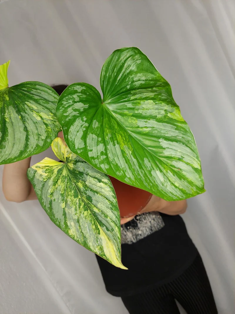 Philodendron Mamei Aurea Variegata