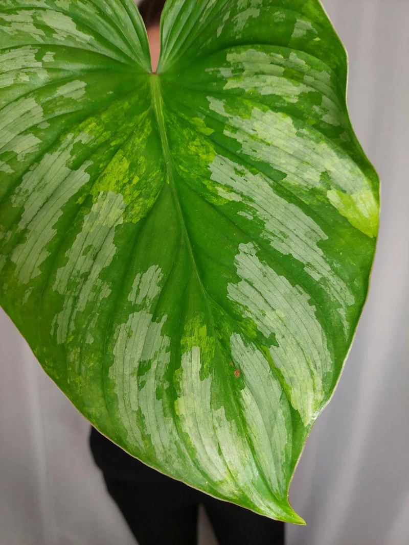 Philodendron Mamei Aurea Variegata