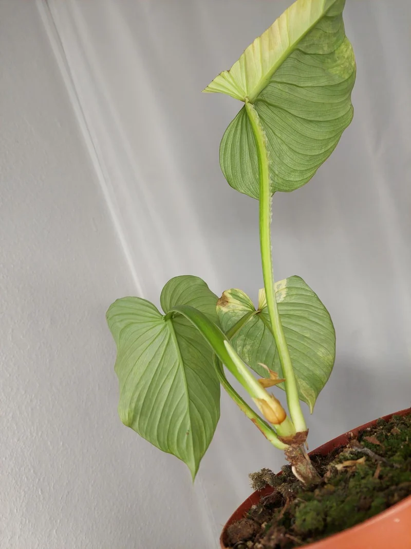 Philodendron Mamei Aurea Variegata