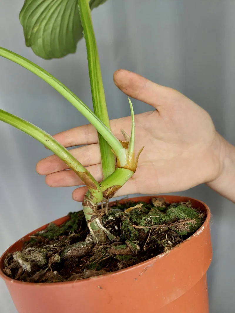 Philodendron Mamei Aurea Variegata