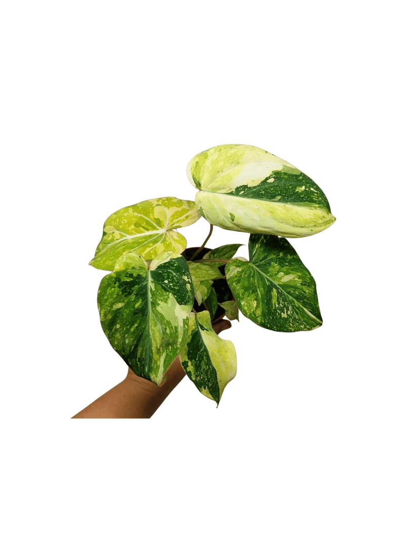 Philodendron Gloriosum Tricolor