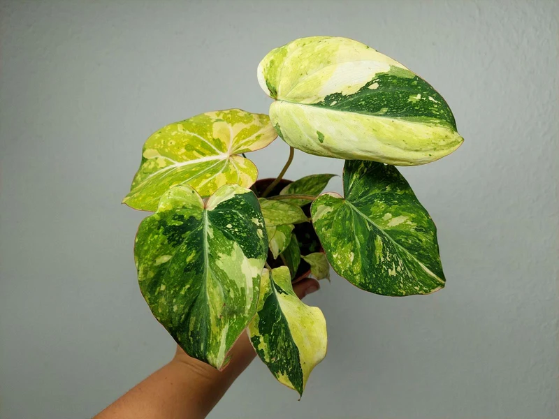 Philodendron Gloriosum Tricolor