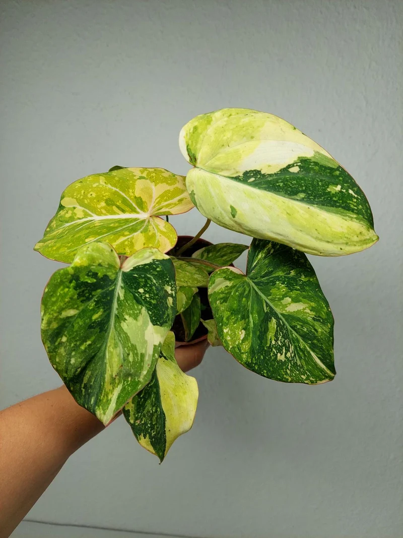 Philodendron Gloriosum Tricolor