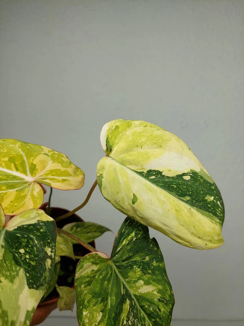 Philodendron Gloriosum Tricolor
