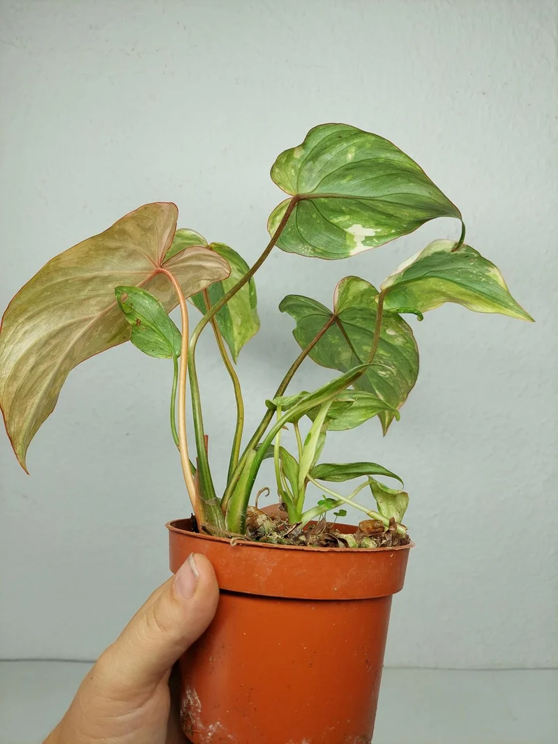 Philodendron Gloriosum Tricolor