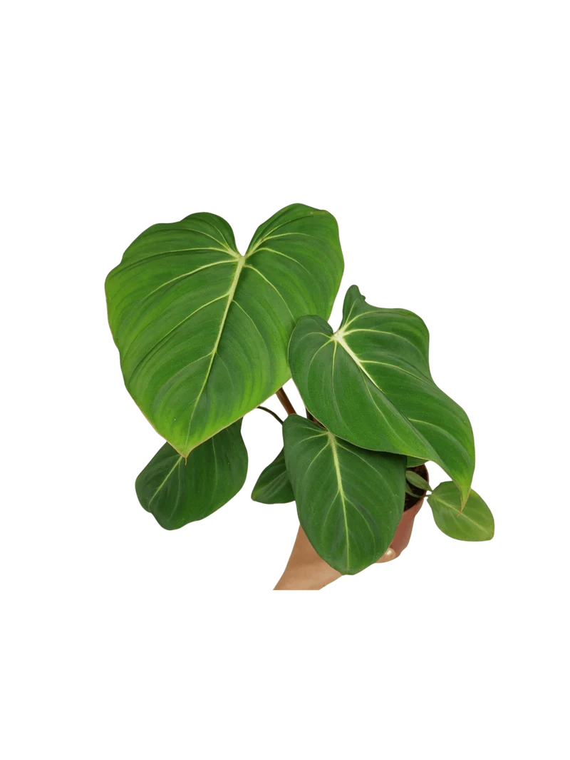 Philodendron Gloriosum