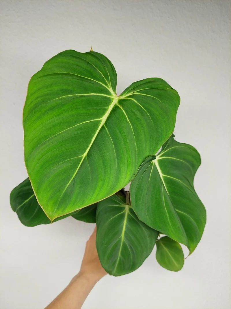 Philodendron Gloriosum