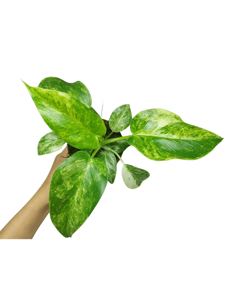 Philodendron Giganteum Variegata