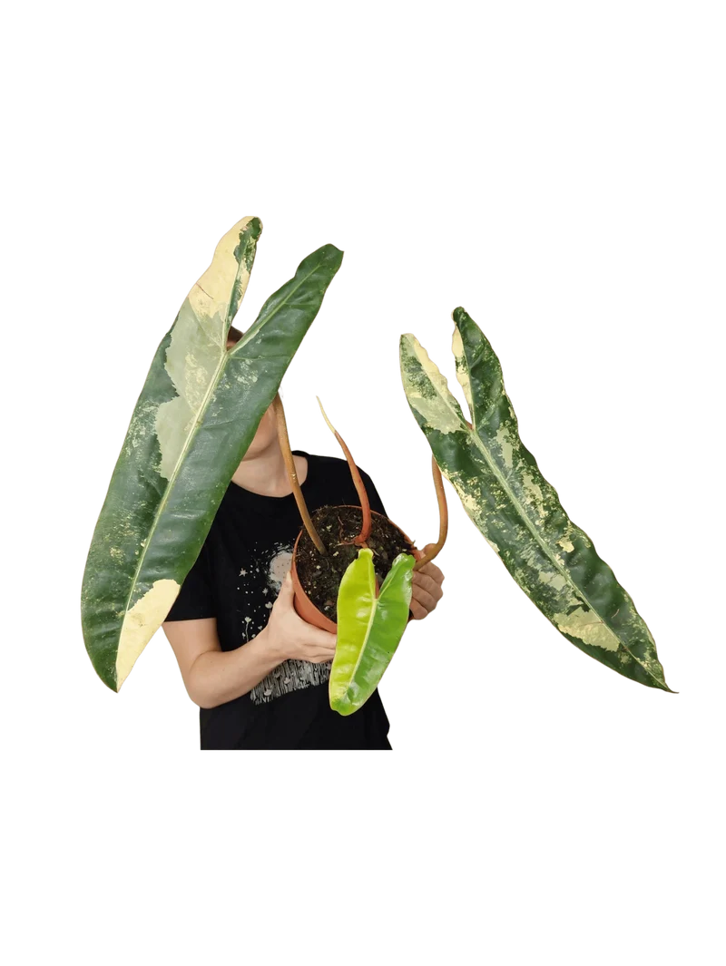 Philodendron Billietiae Variegata XXL