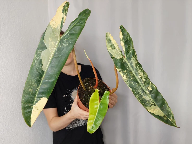 Philodendron Billietiae Variegata XXL