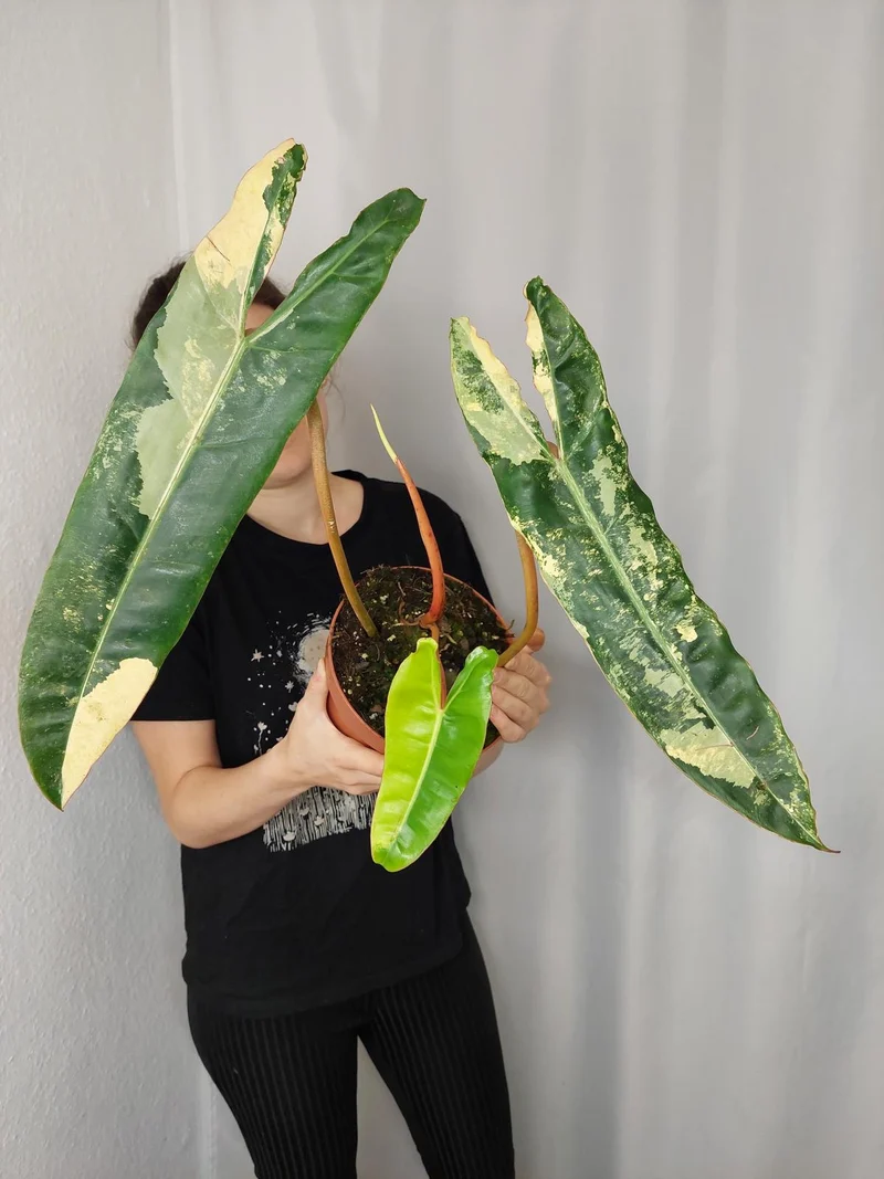 Philodendron Billietiae Variegata XXL