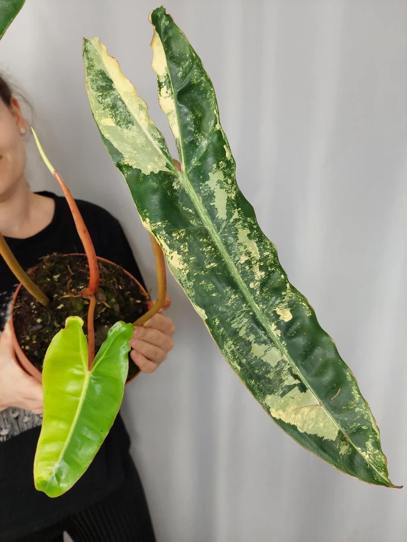 Philodendron Billietiae Variegata XXL
