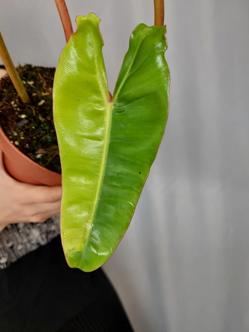 Philodendron Billietiae Variegata XXL