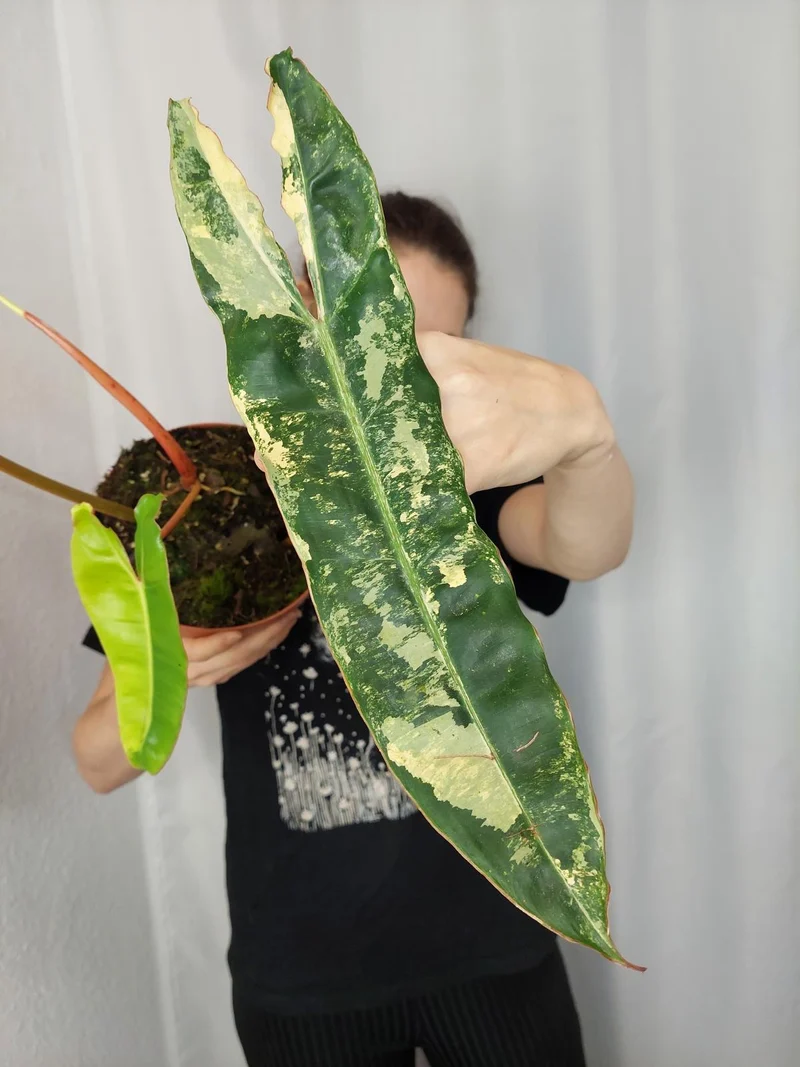 Philodendron Billietiae Variegata XXL