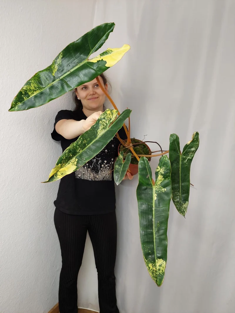Philodendron Billietiae Variegata XXL