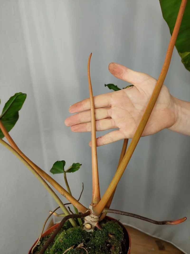 Philodendron Billietiae Variegata XXL