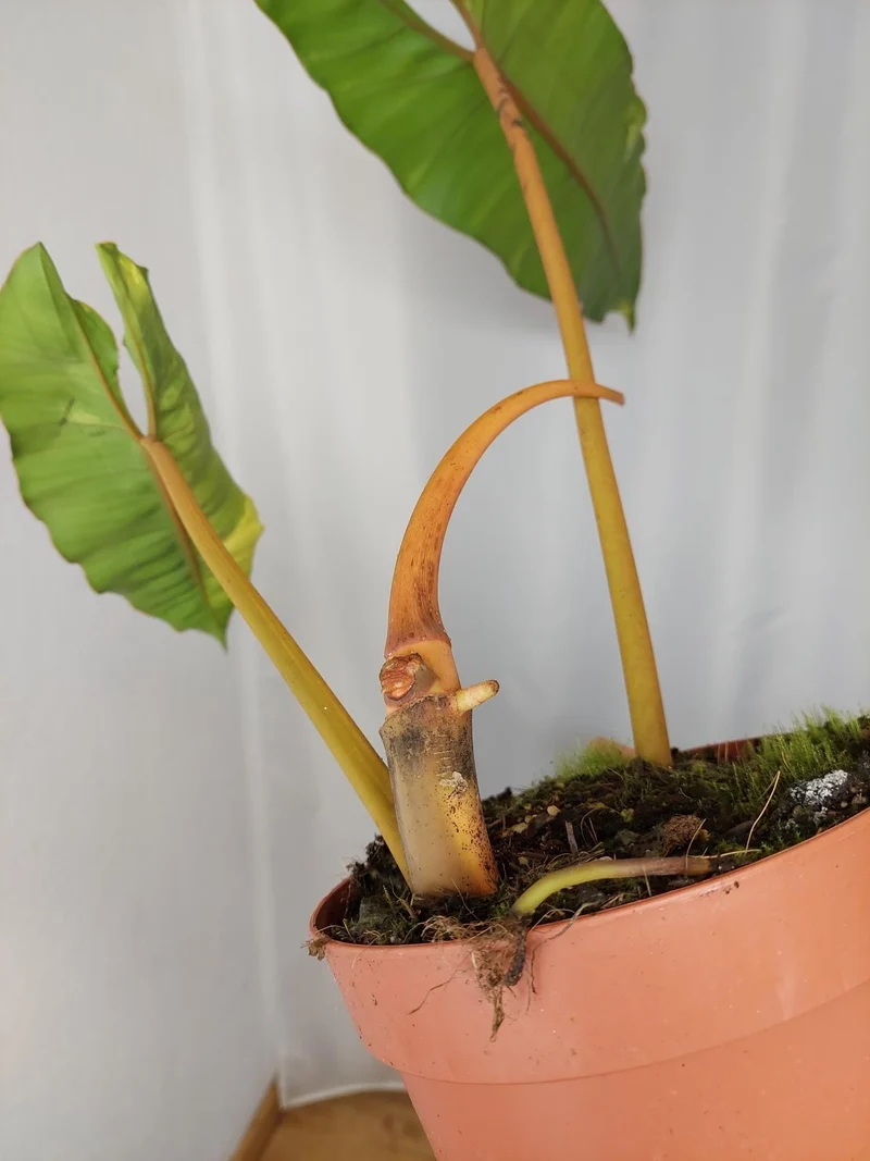 Philodendron Billietiae Variegata XXL