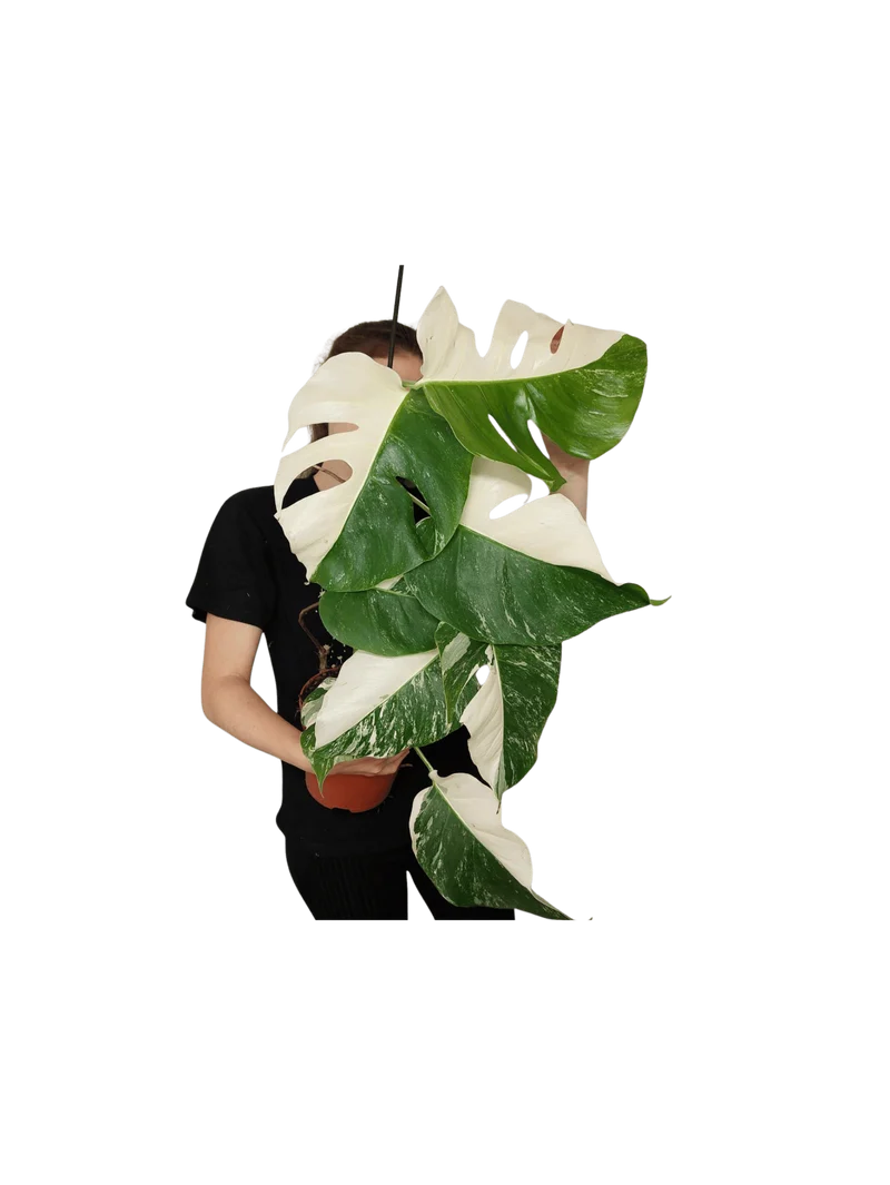 Monstera Variegata Halfmoon (zum aussuchen)