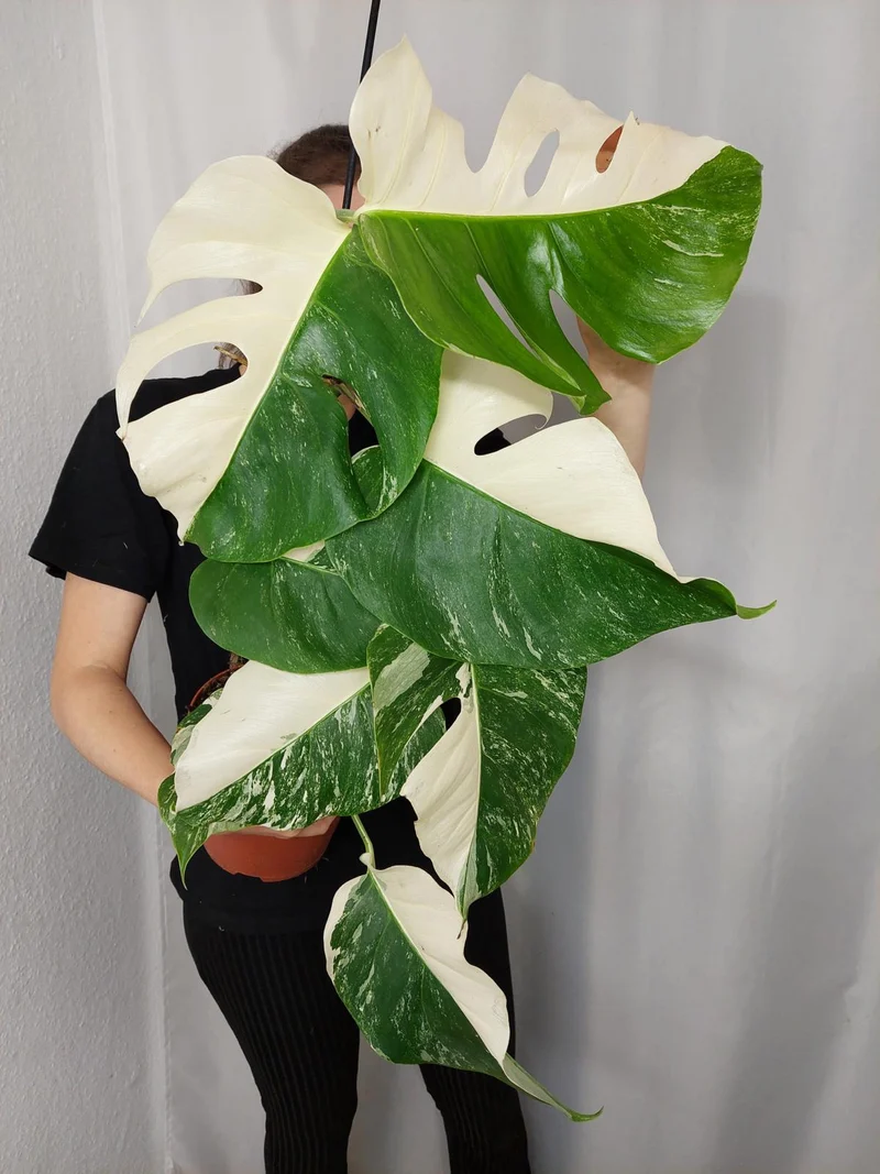 Monstera Variegata Halfmoon (zum aussuchen)