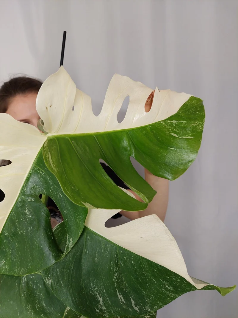 Monstera Variegata Halfmoon (zum aussuchen)