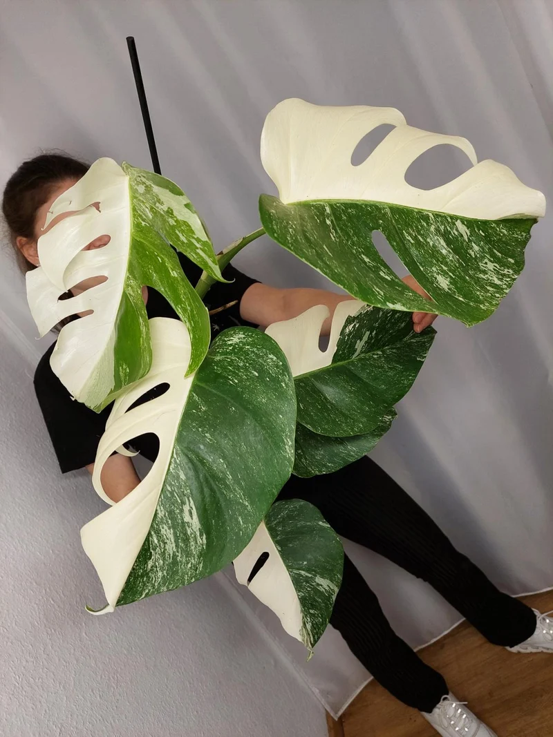 Monstera Variegata Halfmoon (zum aussuchen)