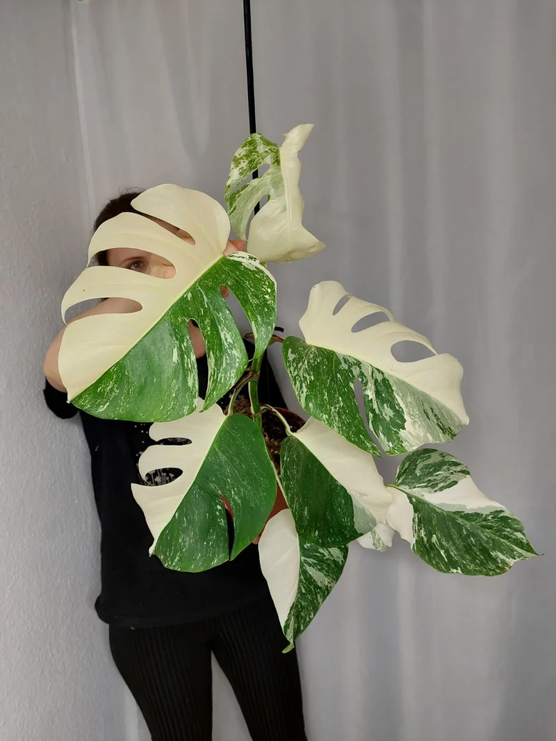 Monstera Variegata Halfmoon (zum aussuchen)