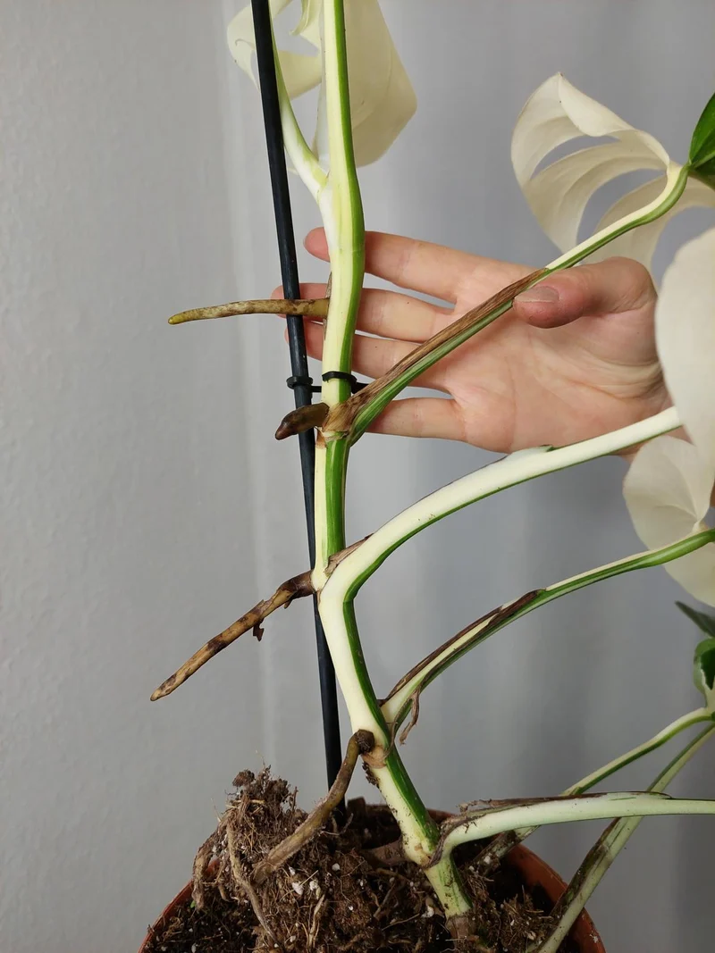 Monstera Variegata Halfmoon (zum aussuchen)