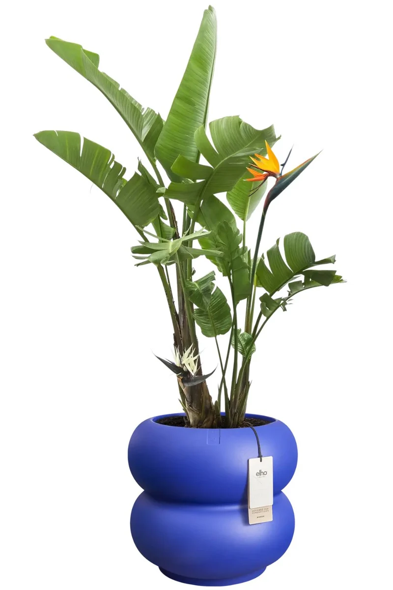 Bloempot Elho Amber roll low 40cm Royal Blue