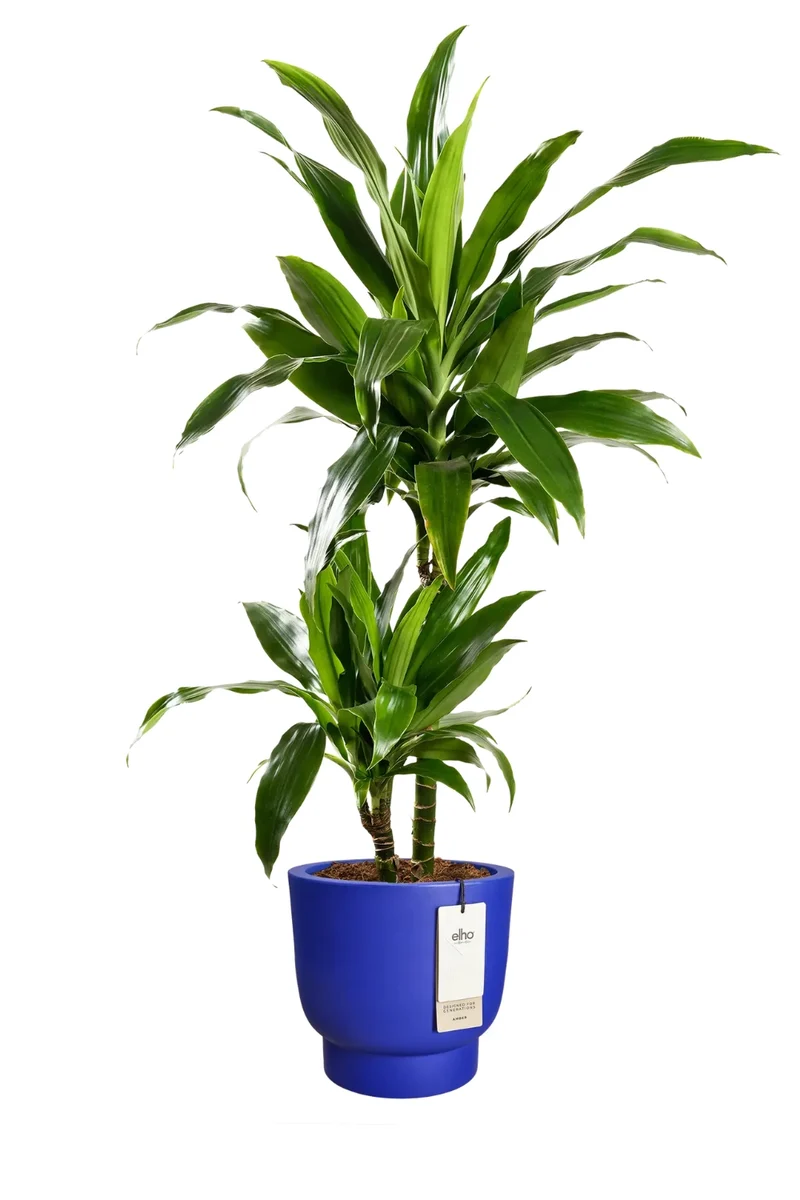 Blumentopf Elho Amber Grail 30 cm Royalblau