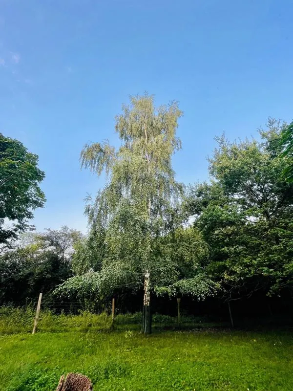 Moorbirke - Wurzelware