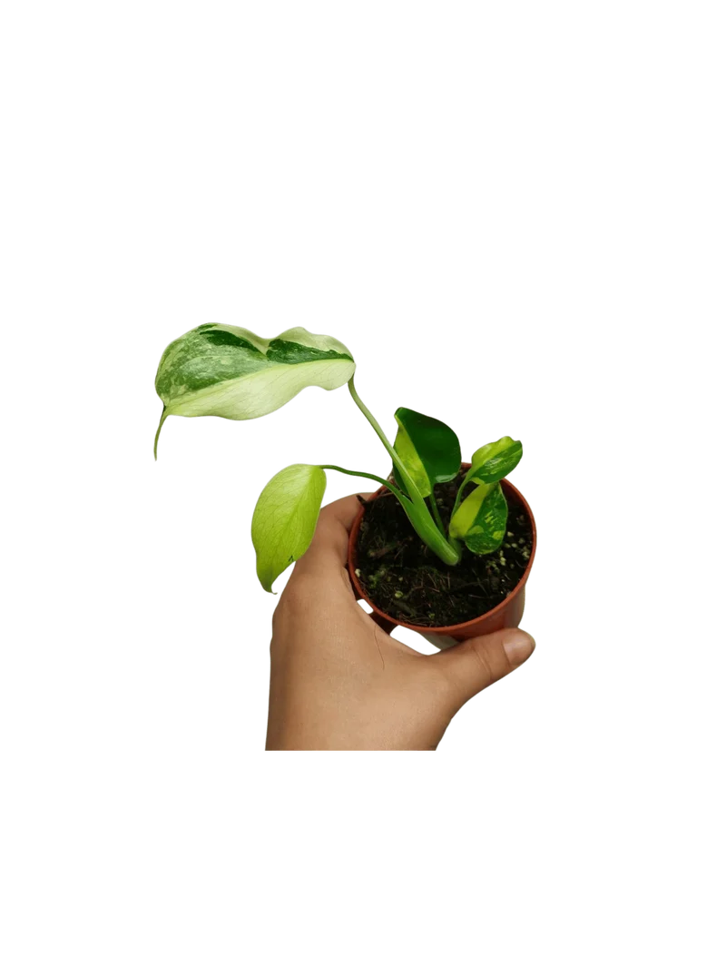 Monstera Electrolight Mutation