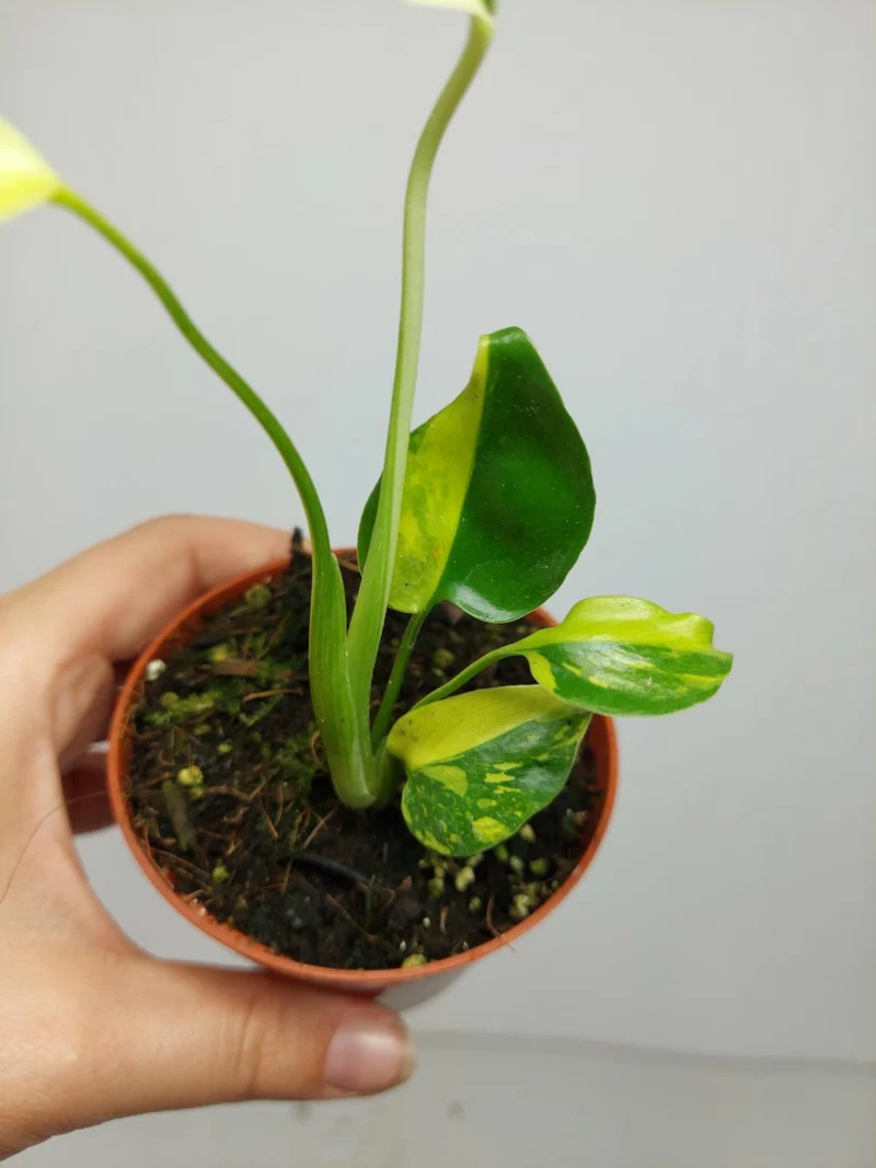 Monstera Electrolight Mutation