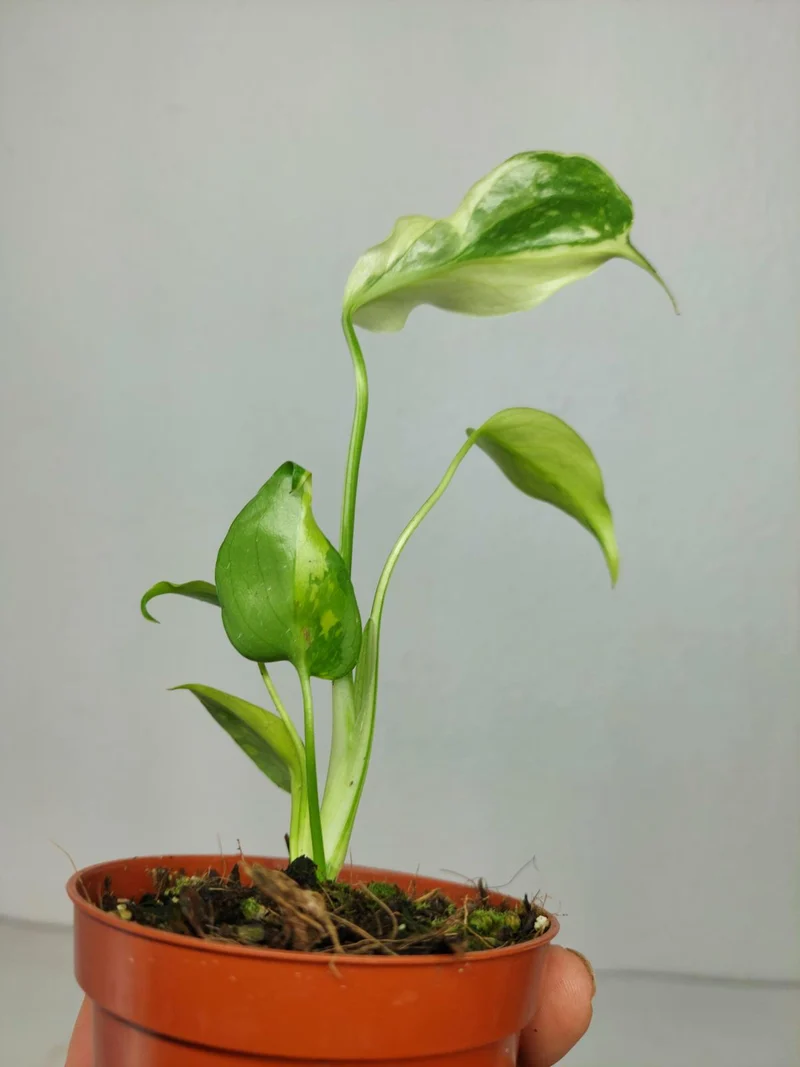 Monstera Electrolight Mutation