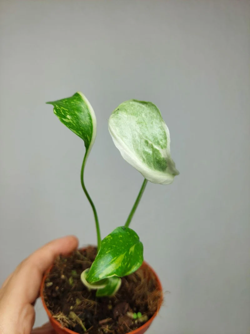 Monstera Electrolight Mutation