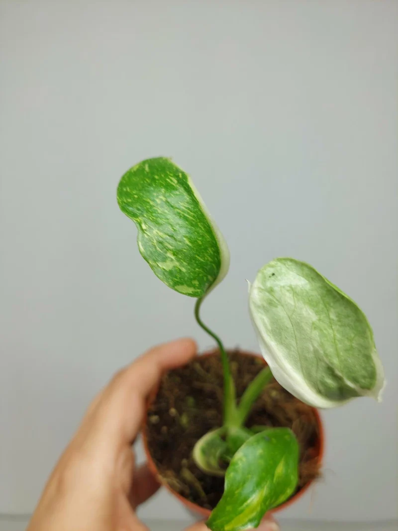 Monstera Electrolight Mutation