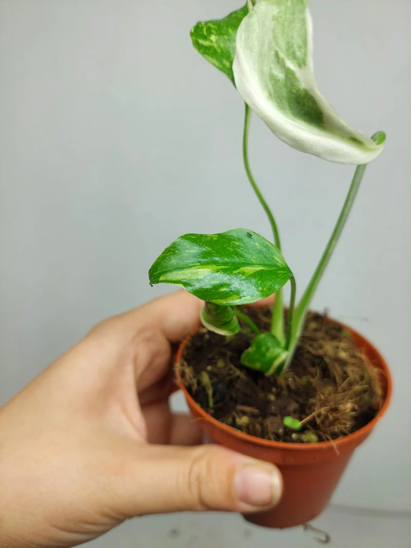 Monstera Electrolight Mutation