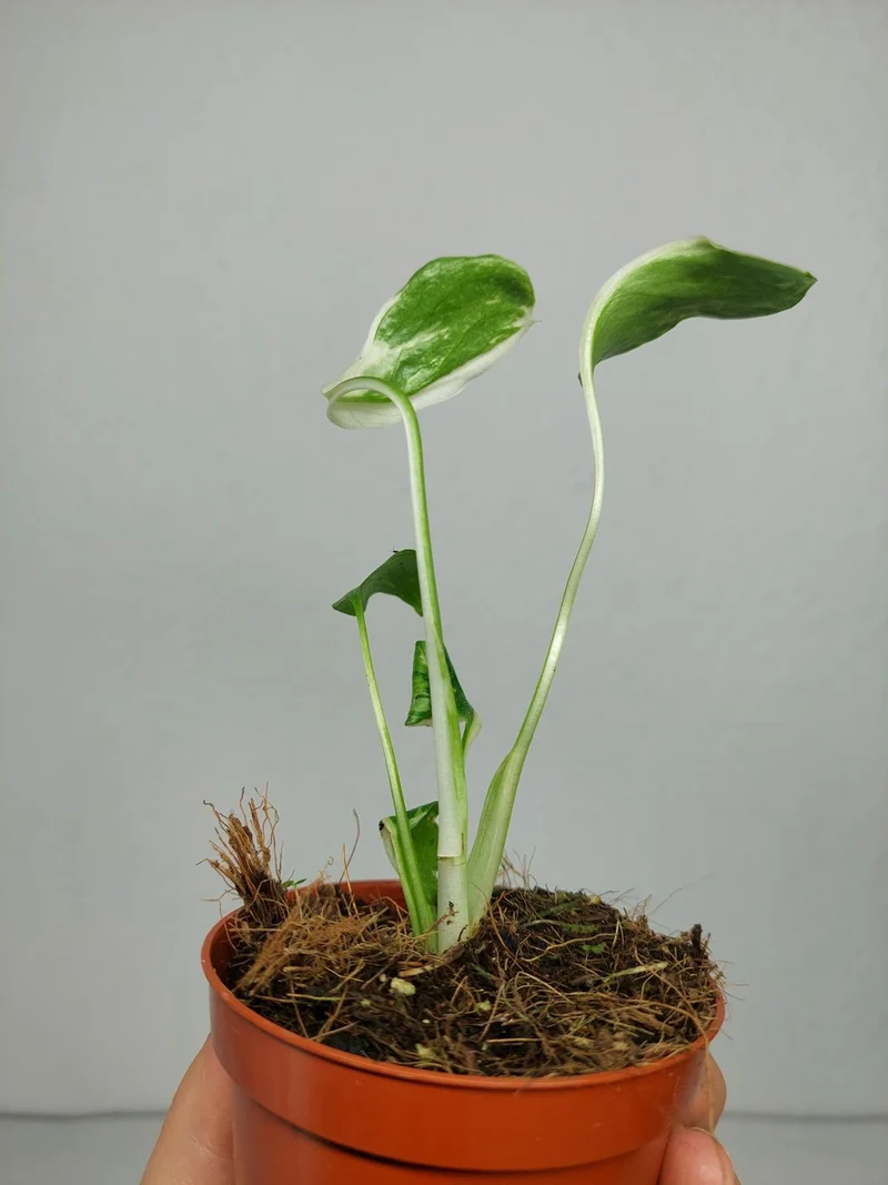 Monstera Electrolight Mutation