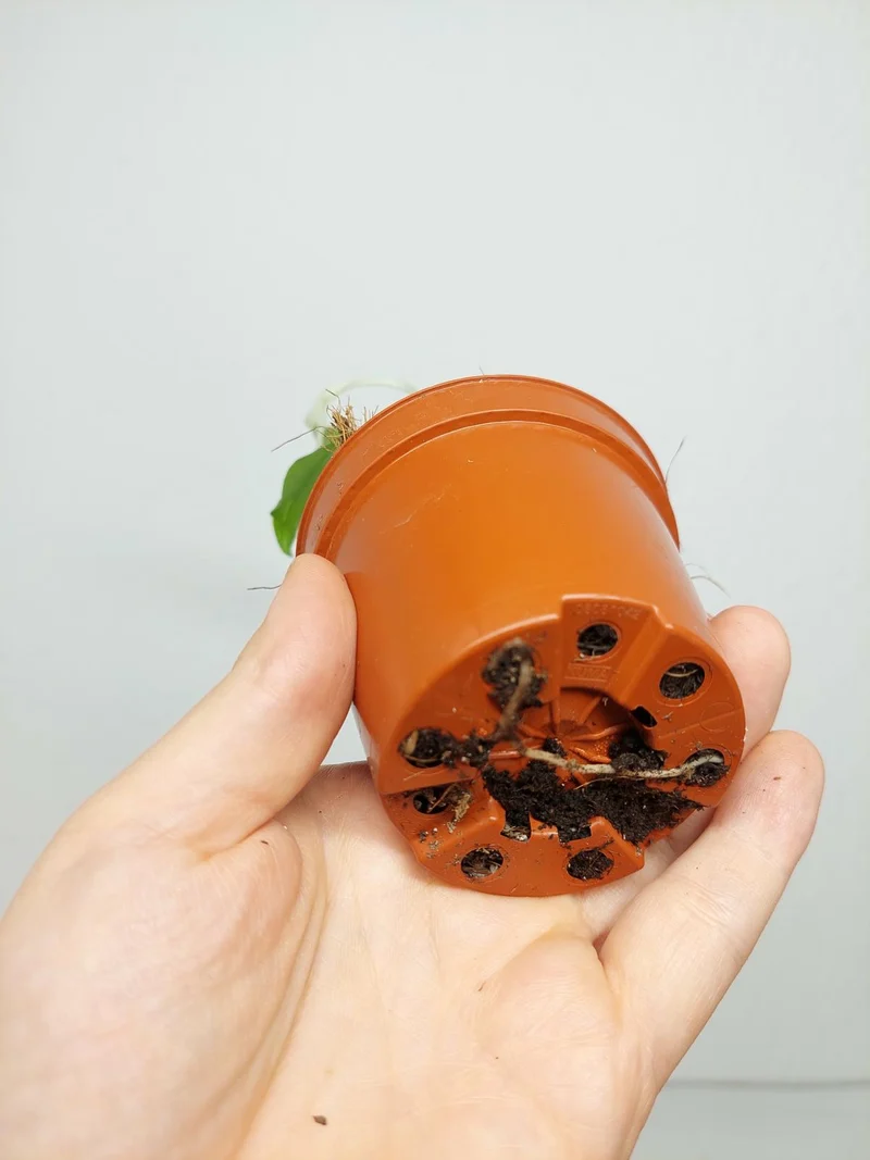 Monstera Electrolight Mutation