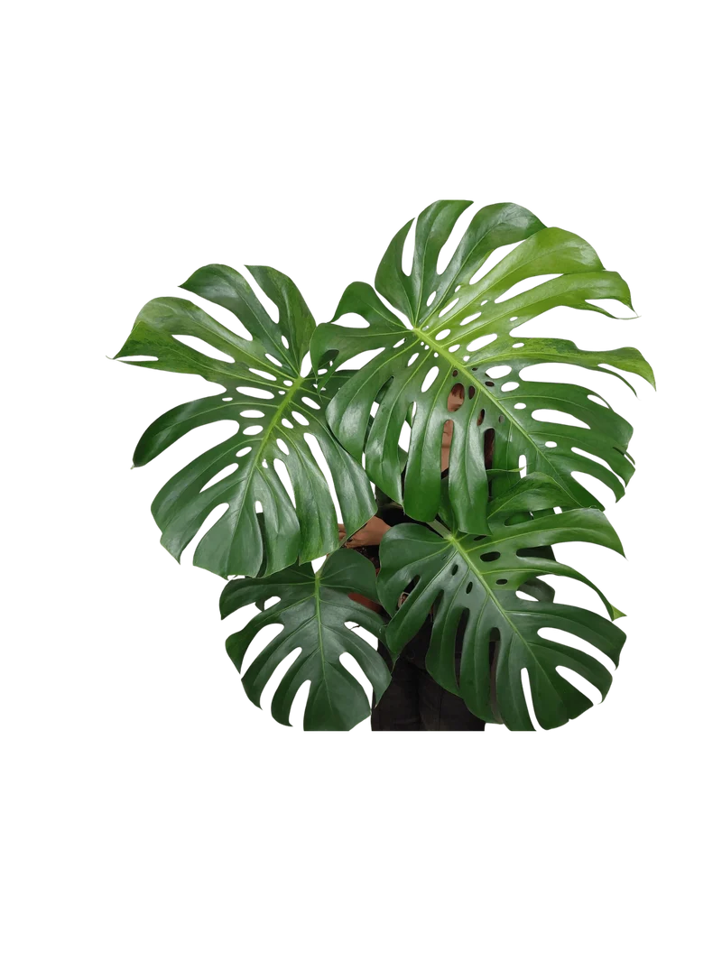 Monstera Green on Green