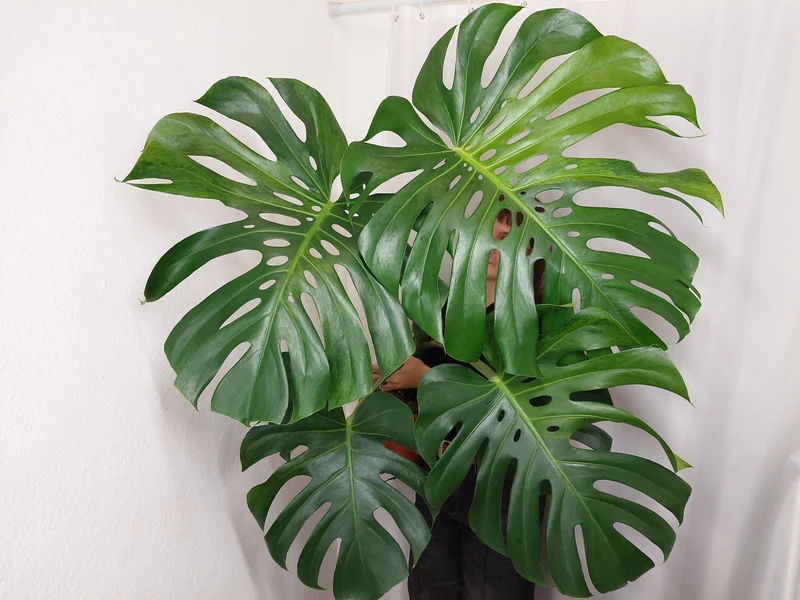 Monstera Green on Green