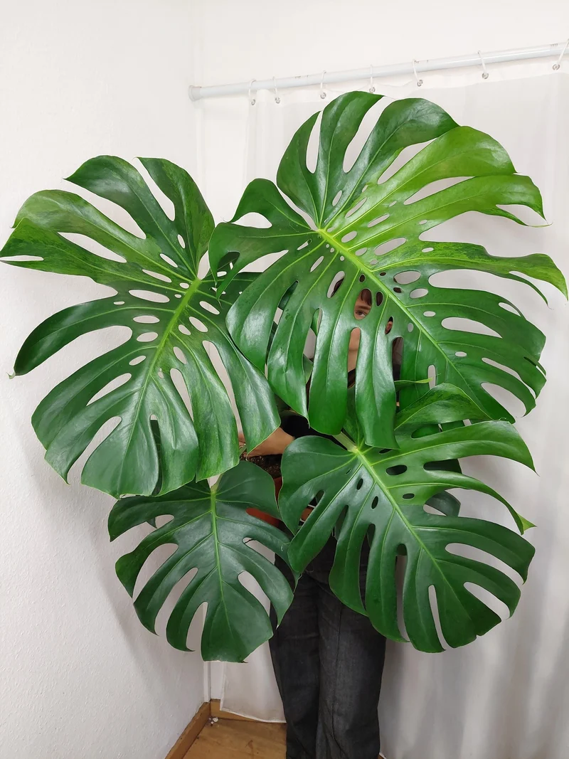 Monstera Green on Green
